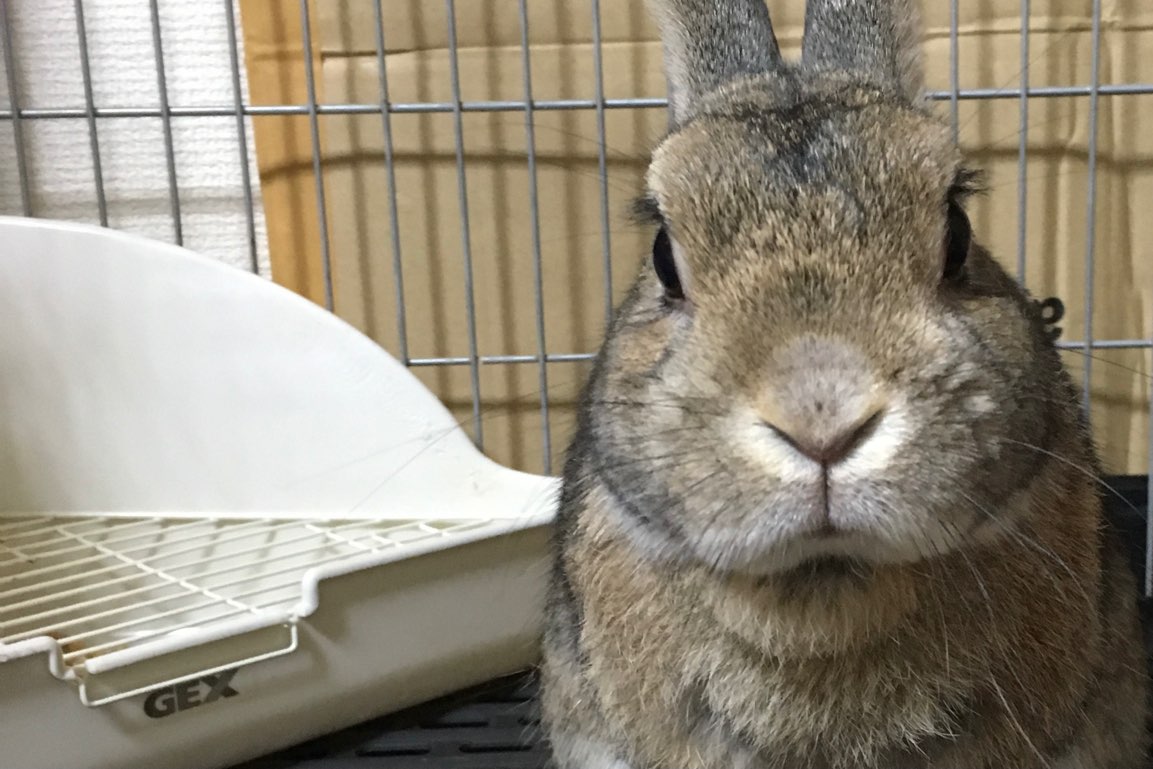 トイレと写るうさぎ