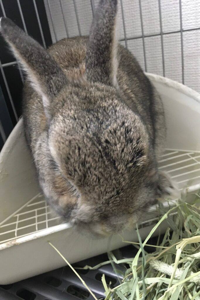 トイレに座るうさぎ