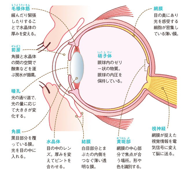 人間の目の構造