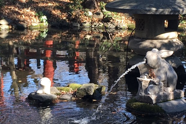 池のうさぎ