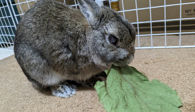 葛の葉を食べるうさぎ