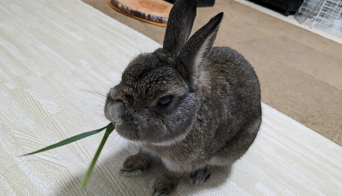 生牧草に夢中