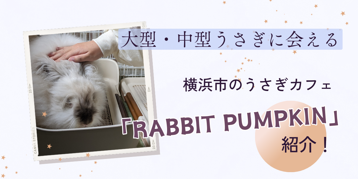 RABBIT PUMPKIN記事アイキャッチ画像